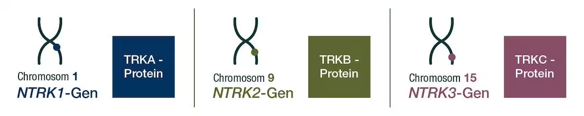 ntrk Gene und trk Proteine
