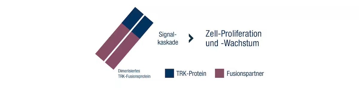  trk Fusionsprotein