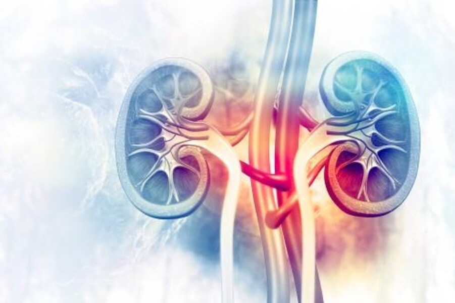 Kidneys_arteries_blueredyellow