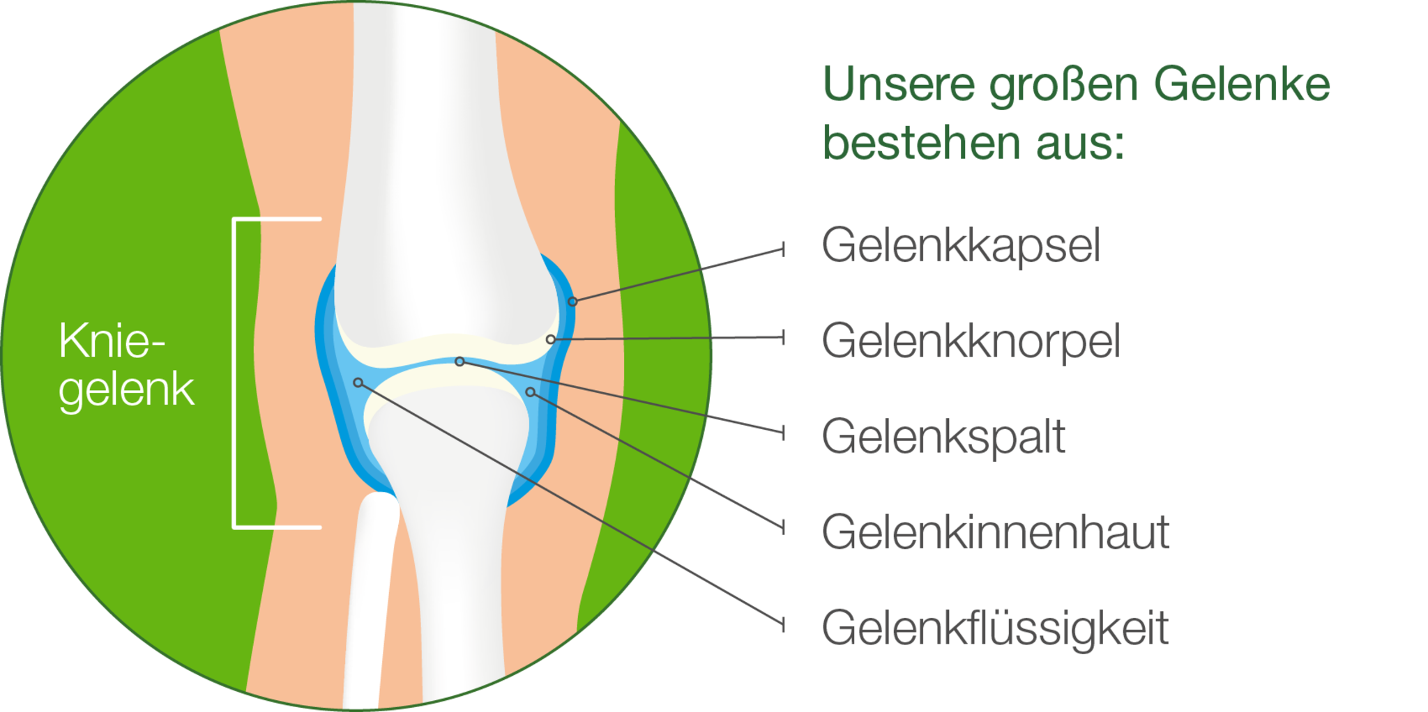 Gelenkbeschreibung