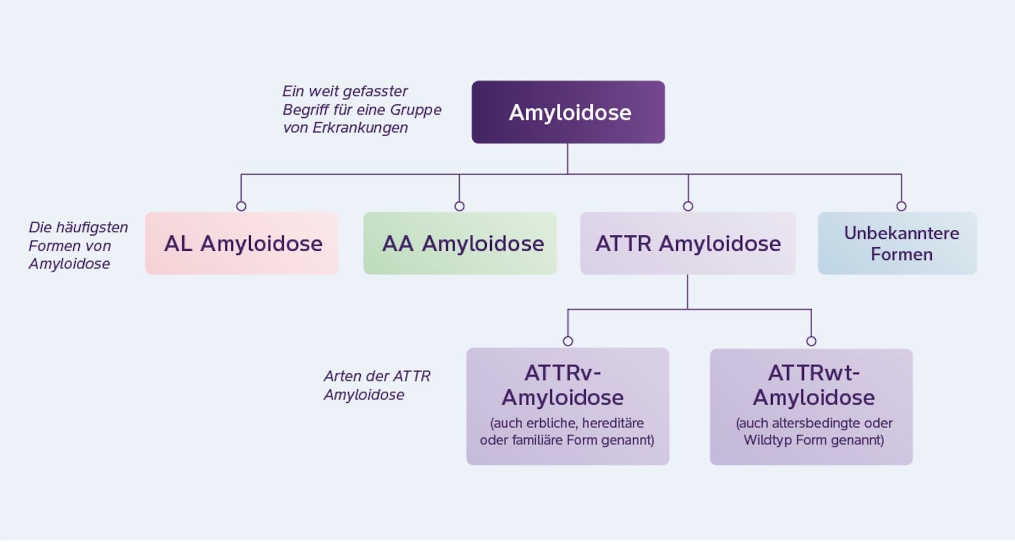 Formen der ATTR Amyloidose Grafik zur Veranschaulichung der Formen der ATTR Amyloidose