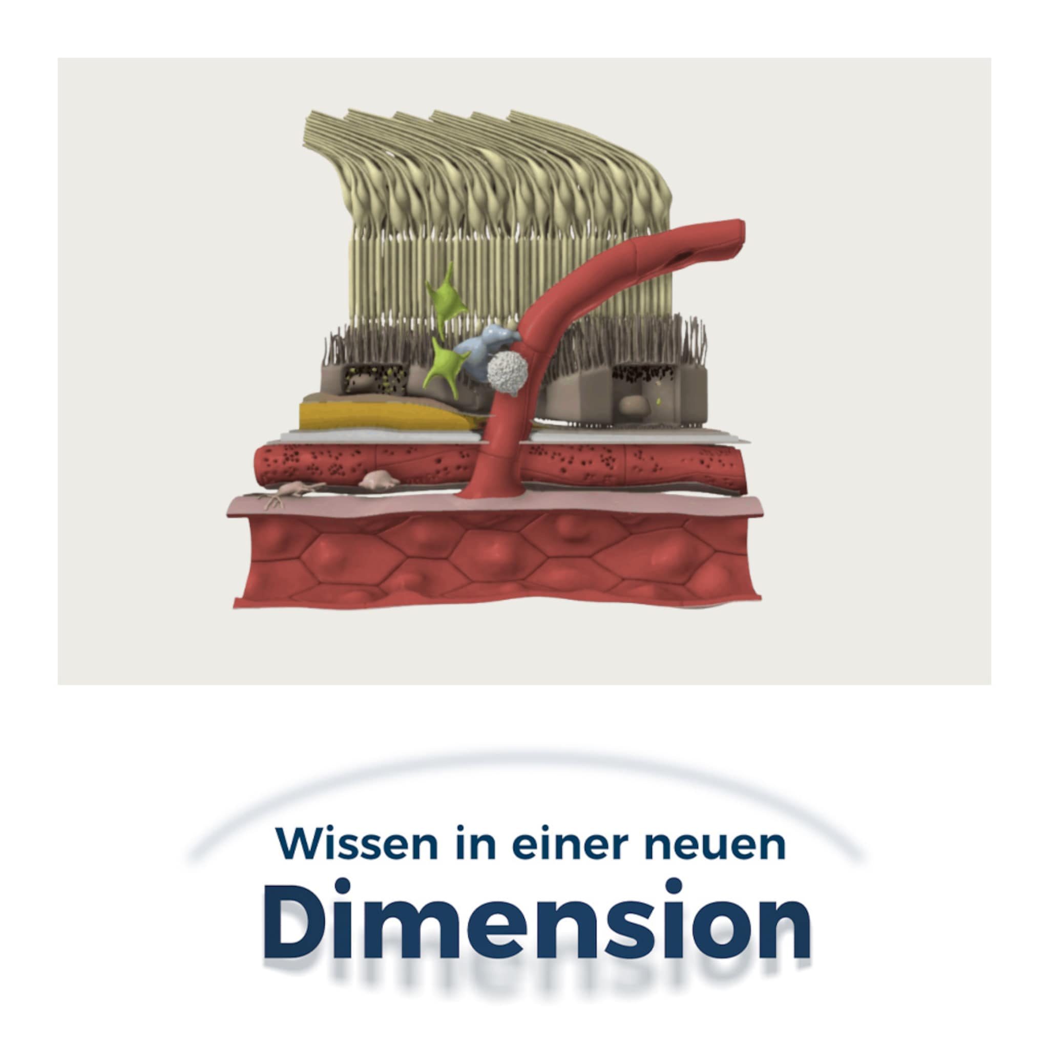 Grafische Darstellung nAMD