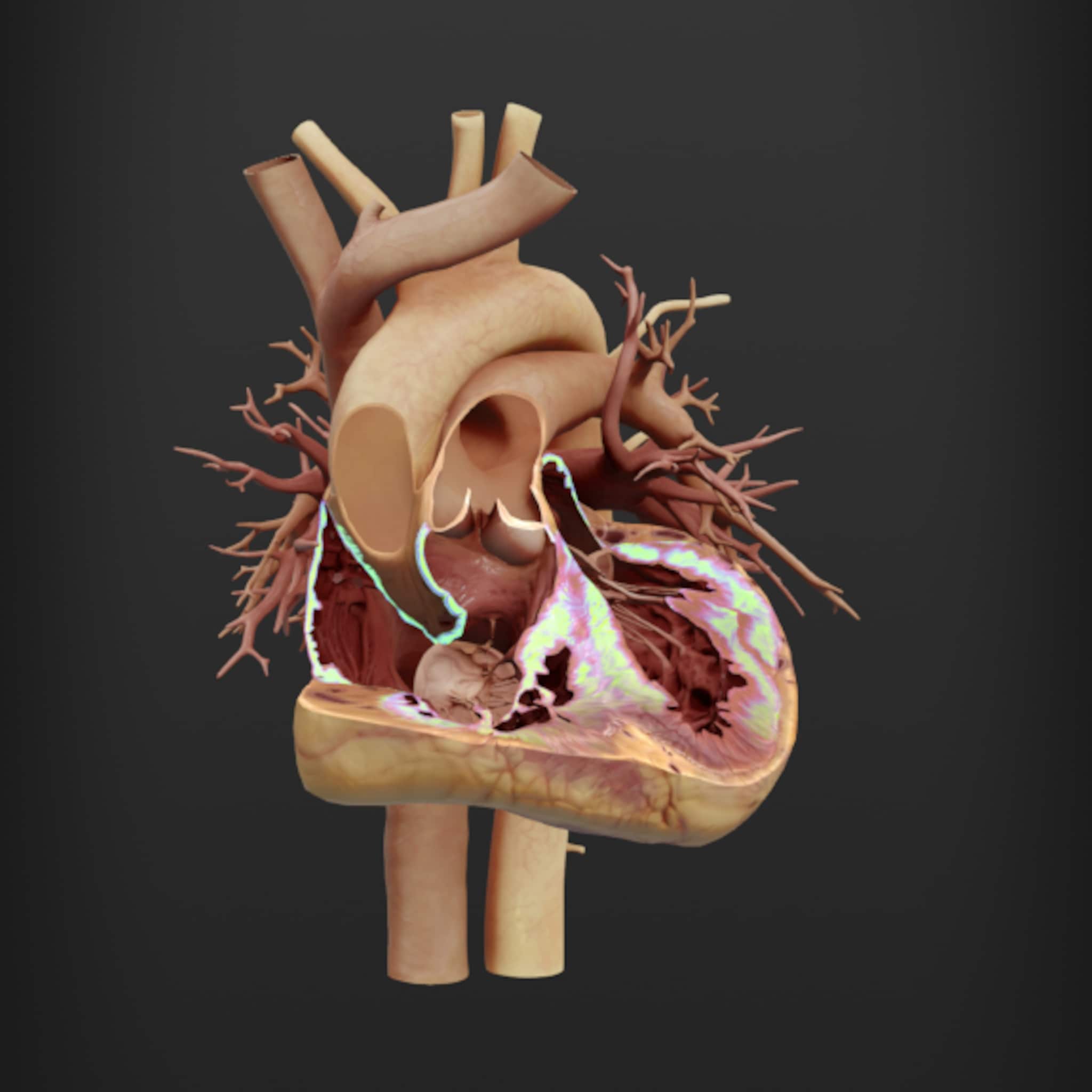INSIGHT HEART