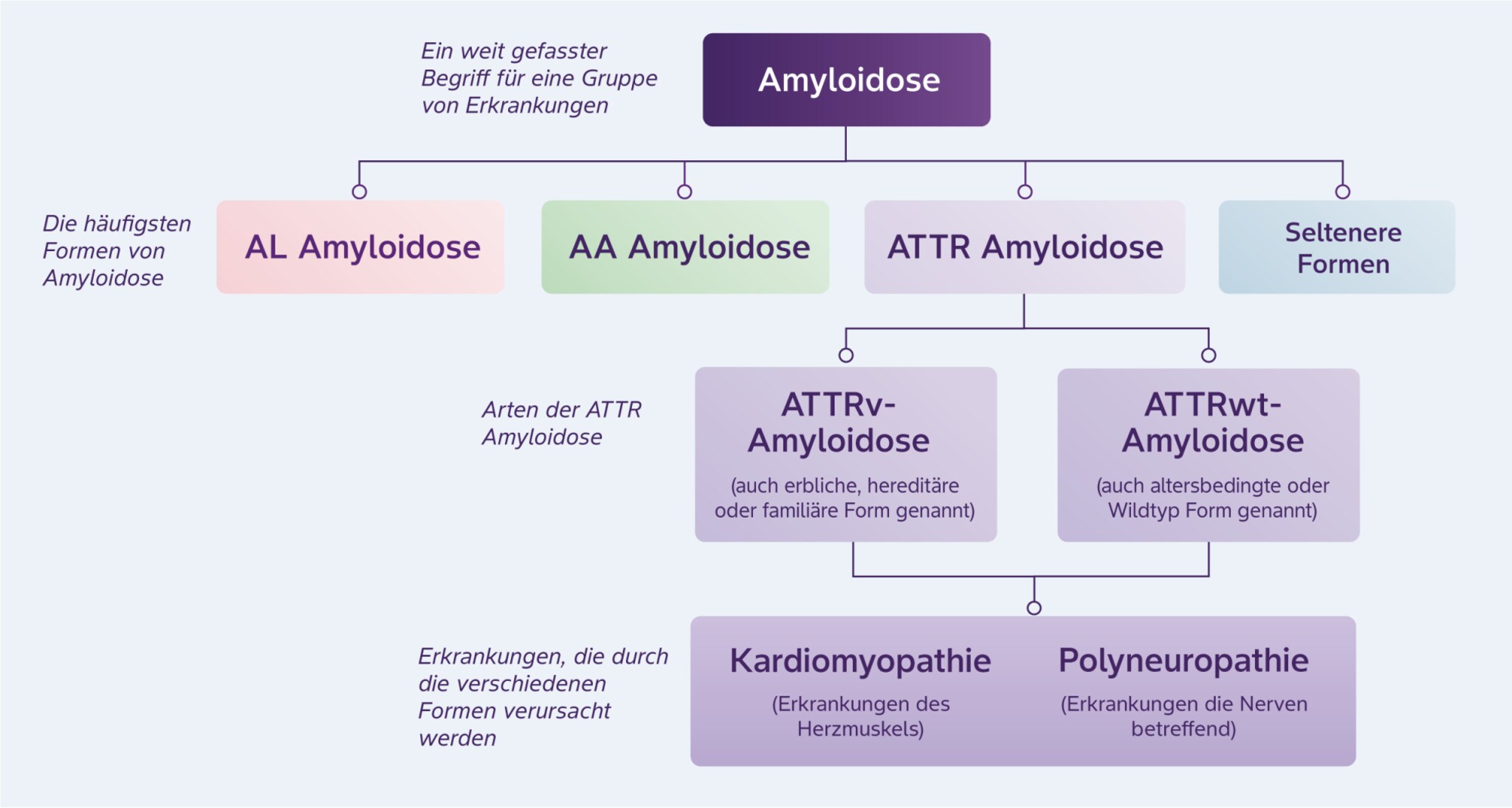 Formen der ATTR-Amyloidose